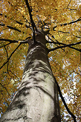 Image showing Tree Trunk