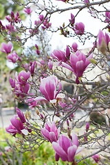 Image showing blooming magnolia