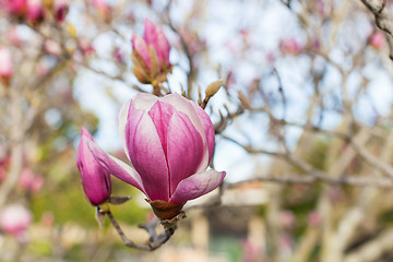 Image showing close-up of blooming magnolia