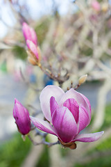 Image showing close-up of blooming magnolia