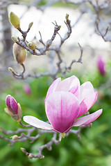 Image showing close-up of blooming magnolia