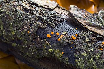 Image showing Rotten Twig with Orange Fungus