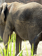 Image showing Elephant 9