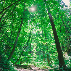 Image showing sunlight in trees of green forest