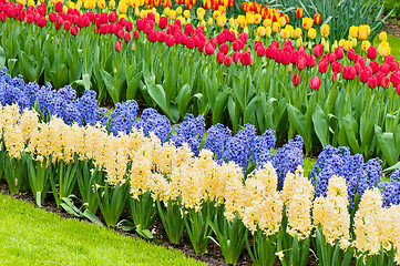 Image showing Vibrant flowerbed spring flower park