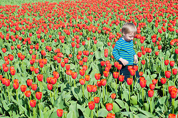 Image showing Little boy running on tulips fields