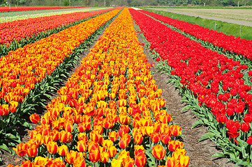 Image showing Field of tulips