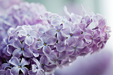 Image showing Close-up of lilac