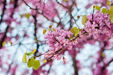 Image showing Flowers on tree blossoming in park