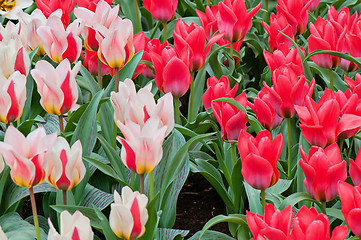 Image showing Striped and red tulips on the flowerbed 