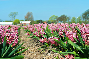 Image showing Field of pink hyacinth