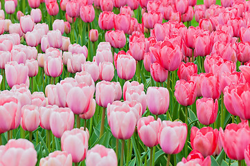 Image showing Pink and red tulips on the flowerbed 