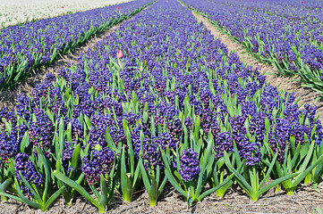 Image showing Field of blue hyacinth