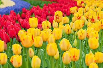 Image showing Multicolored tulips on the flowerbed 