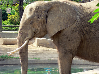 Image showing Elephant 10