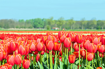 Image showing Field of tulips and blue sky