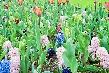 Image showing Hyacinths and tulips. Spring landscape.