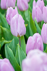 Image showing Many purple tulips growing in the garden