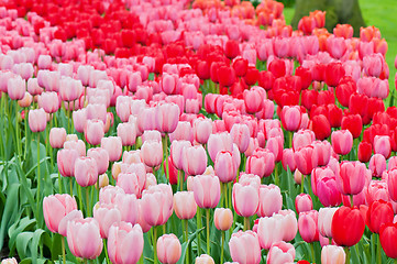 Image showing Pink and red tulips on the flowerbed 