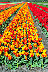 Image showing Field of tulips