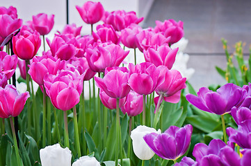 Image showing Pink, purple and white tulips on the flowerbed 