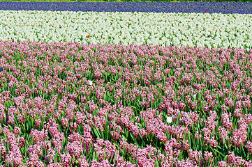 Image showing Field of hyacinth