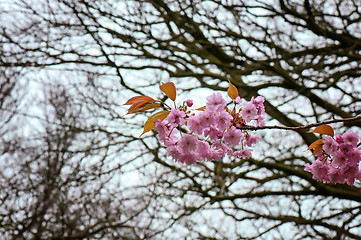 Image showing First flowers blossoming in park