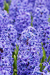 Image showing Macro shot of blue hyacinth