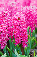 Image showing Macro shot of pink hyacinth