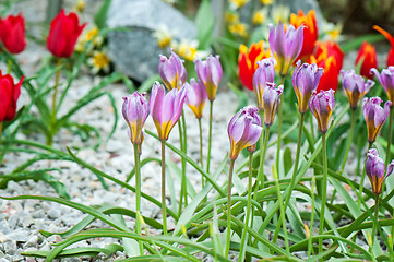 Image showing Purple and red flowers growing in the garden