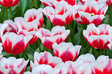 Image showing Red white tulips on the flowerbed 