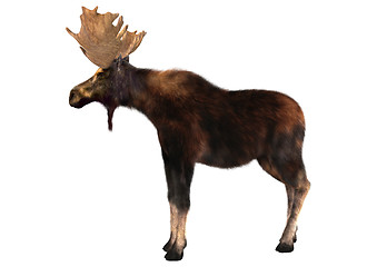 Image showing Moose