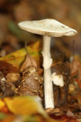 Image showing unidentified white mushroom