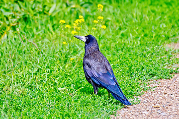 Image showing Jackdaw on the green grass