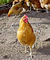 Image showing Chicken brown in paddock on ground