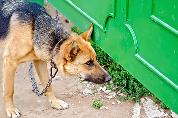 Image showing Sheepdog on chain near green fence