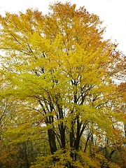 Image showing Fall Tree