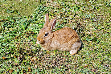 Image showing Rabbit brown on the grass