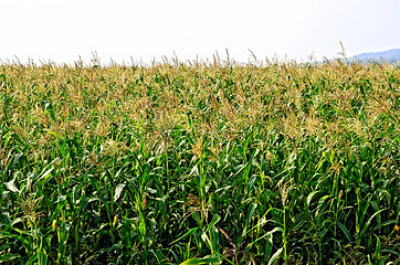 Image showing Corn in corn field