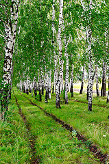 Image showing Birchwood with road