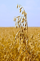 Image showing Oats stems on field