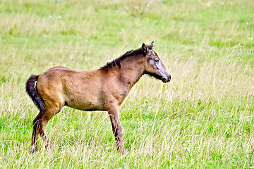 Image showing Foal brown on green meadow