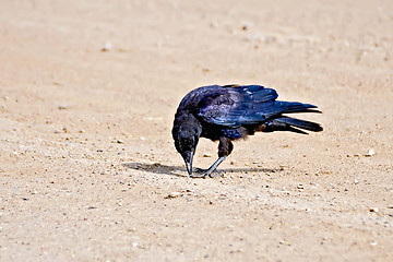 Image showing Jackdaw on river sand