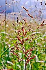 Image showing Millet spike