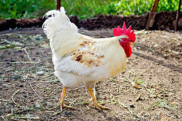 Image showing Cock white in paddock