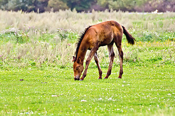 Image showing Foal brown on meadow