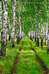 Image showing Birchwood a dirt road