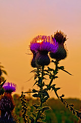 Image showing Thistles at sunset