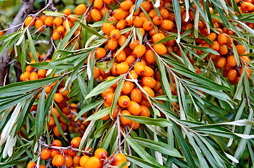 Image showing Buckthorn ripe orange on branch