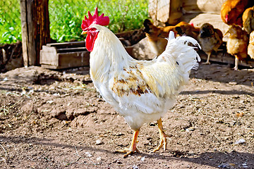 Image showing Cock white in paddock with brown chickens